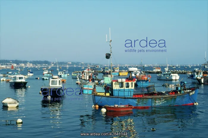  : Poole Harbour, Dorset