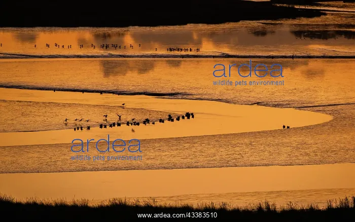: Poole Harbour at sunset in midwinter, looking ac : Poole Harbour at sunset in midwinter, looking ac