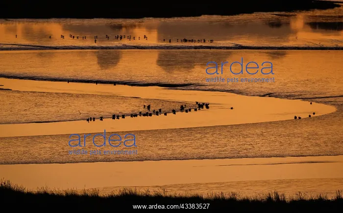: Poole Harbour at sunset in midwinter, looking ac : Poole Harbour at sunset in midwinter, looking ac