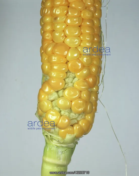 : Poor Corn Pollination : Poor Corn Pollination