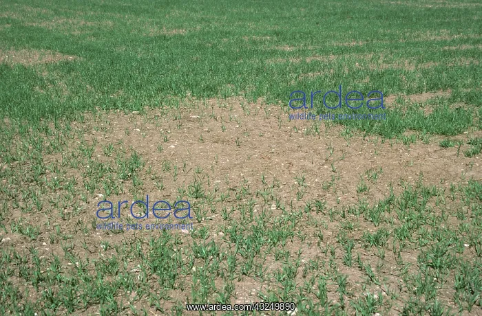 : Poorly germinated Barley crop : Poorly germinated Barley crop