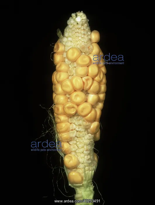 : Poorly pollinated Corn : Poorly pollinated Corn