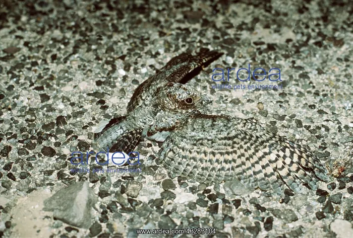 : POORWILL - threatening posture : POORWILL - threatening posture