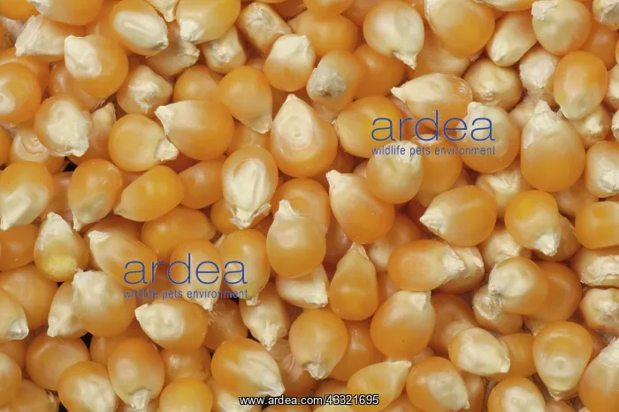 : Popcorn or popping corn as sold in health food shops : Popcorn or popping corn as sold in health food shops