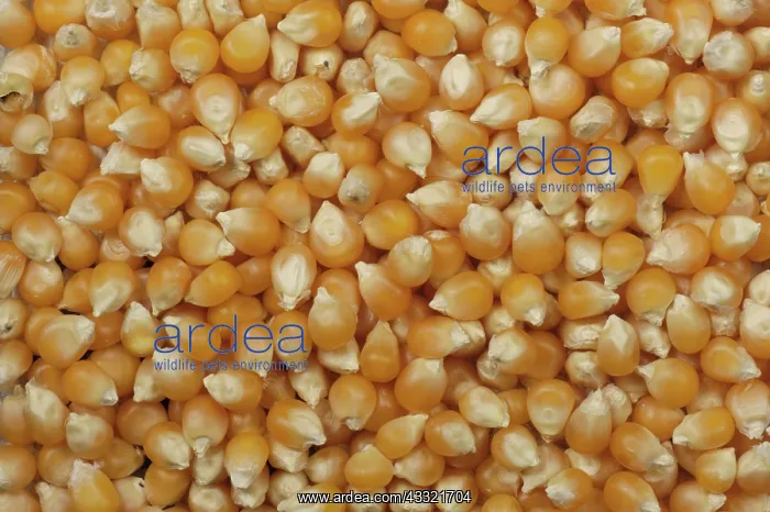: Popcorn or popping corn as sold in health food shops : Popcorn or popping corn as sold in health food shops