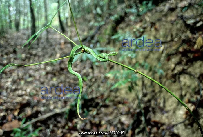 : Pope's Pit-Viper : Pope's Pit-Viper
