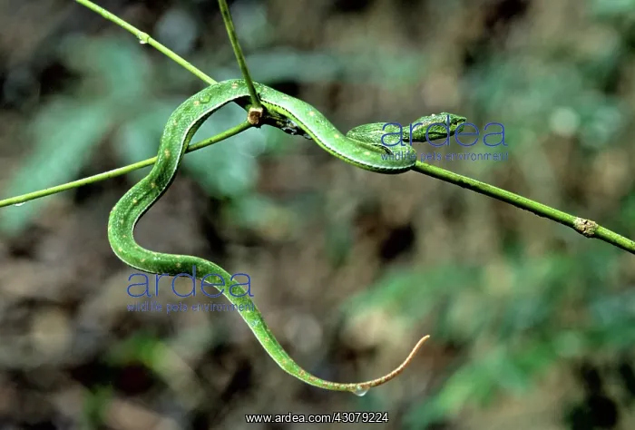  : Pope's Pit-Viper