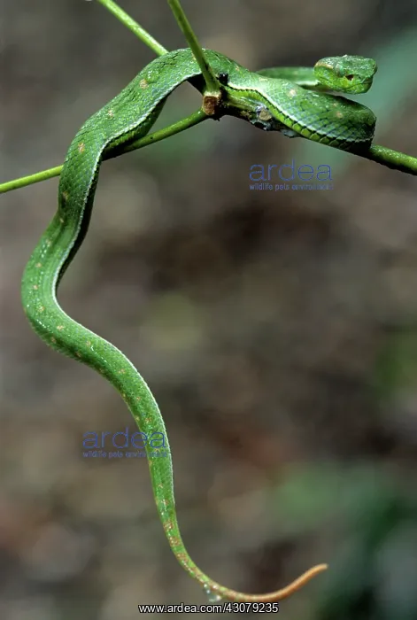  : Pope's Pit-Viper