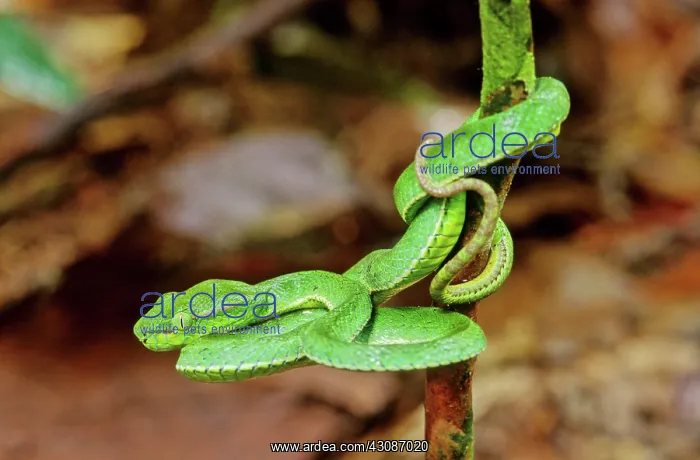 : Pope's Pit Viper : Pope's Pit Viper