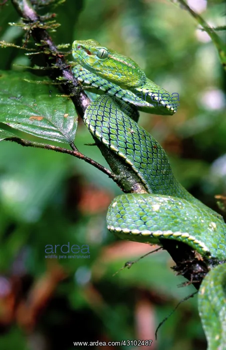  : Pope's Pit Viper