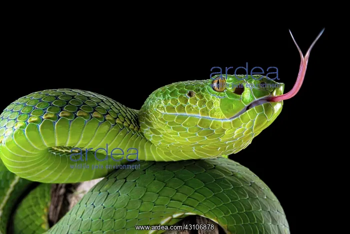 : Pope's Pitviper (Trimeresurus popeiorum) female : Pope's Pitviper (Trimeresurus popeiorum) female