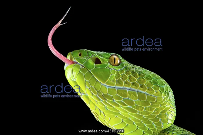 : Pope's Pitviper (Trimeresurus popeiorum) female : Pope's Pitviper (Trimeresurus popeiorum) female