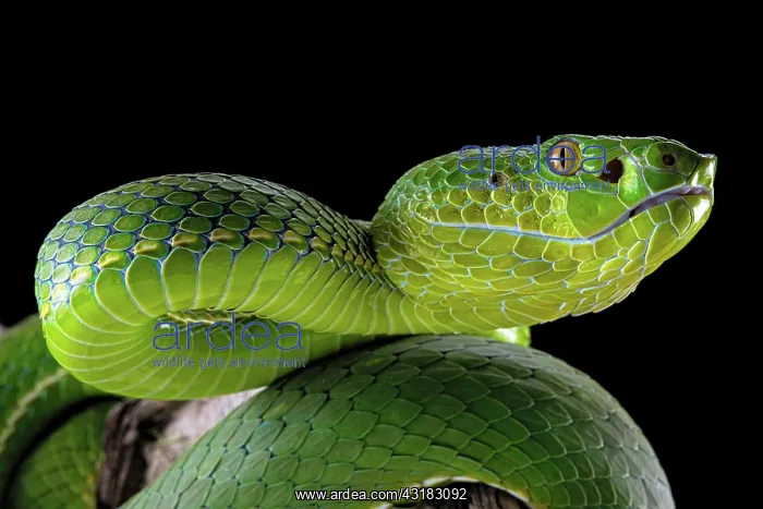 : Pope's Pitviper (Trimeresurus popeiorum) female : Pope's Pitviper (Trimeresurus popeiorum) female