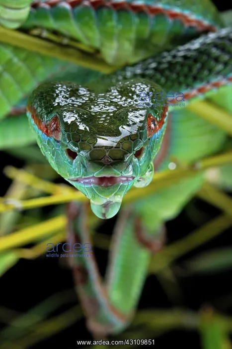: Pope's Pitviper (Trimeresurus popeiorum) male, captive : Pope's Pitviper (Trimeresurus popeiorum) male, captive