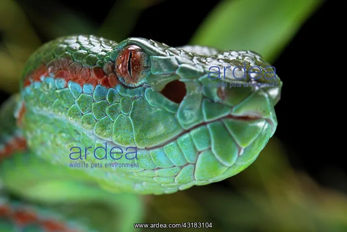: Pope's Pitviper (Trimeresurus popeiorum) male, captive : Pope's Pitviper (Trimeresurus popeiorum) male, captive