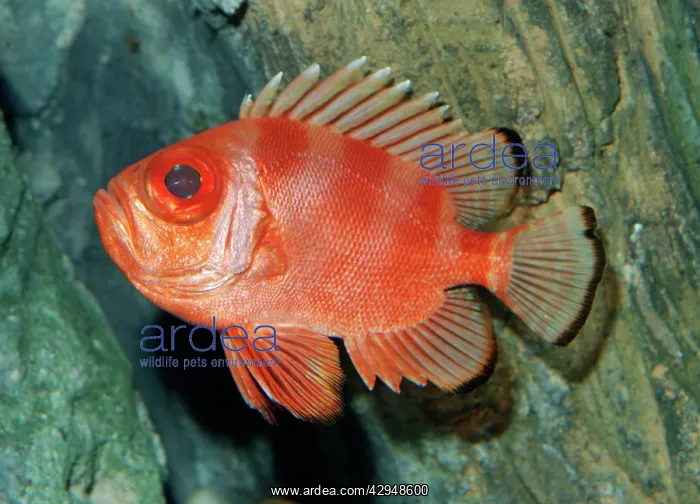  : Popeye Catalufa  /  Big Eye