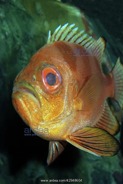 : Popeye Catalufa / Big Eye : Popeye Catalufa / Big Eye