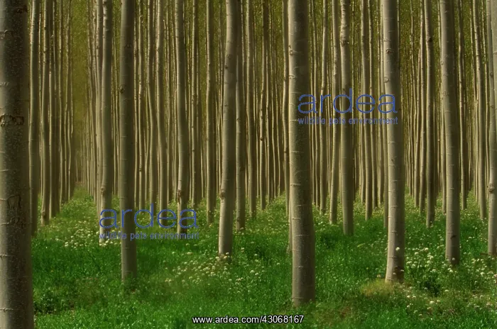 : Poplar, Populus andalucia : Poplar, Populus andalucia