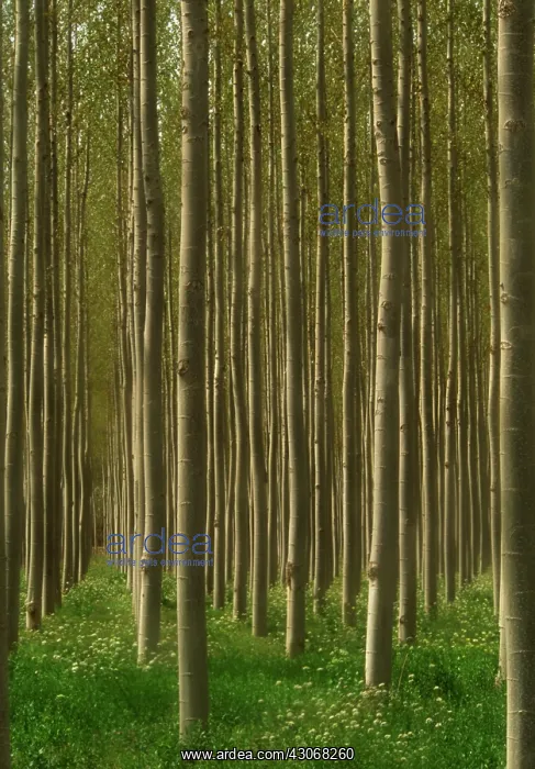 : Poplar, Populus andalucia : Poplar, Populus andalucia