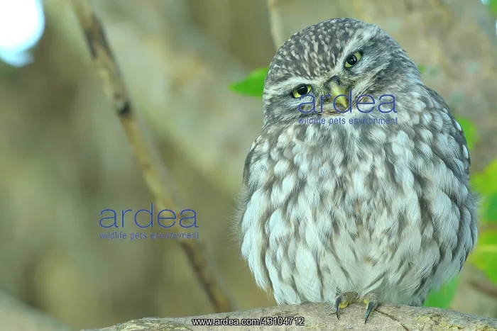 : Poplar. Little Owl (Athene noctua) perched on a branch of a Poplar (Populus sp.) : Poplar. Little Owl (Athene noctua) perched on a branch of a Poplar (Populus sp.)