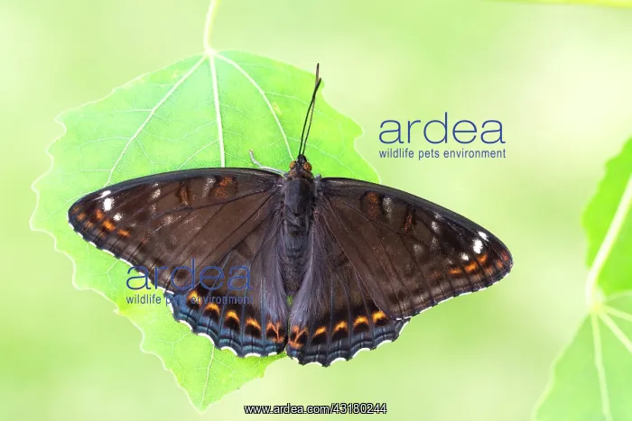  : Poplar Admiral