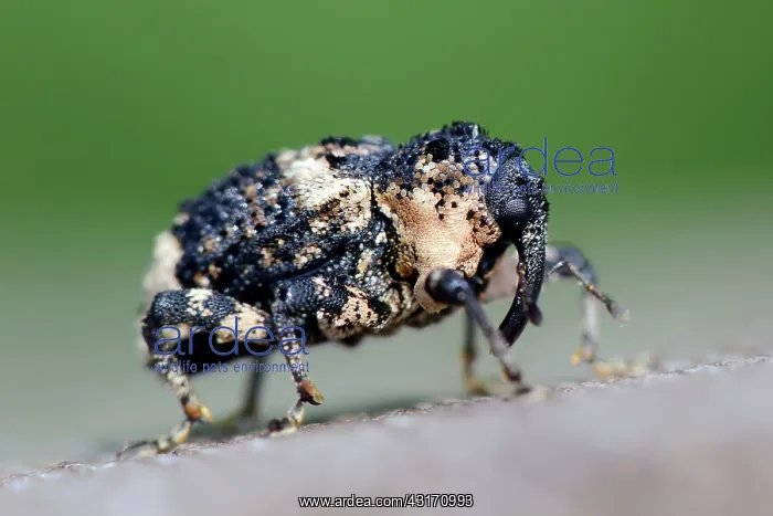 : Poplar-and-Willow Borer (Cryptorhynchus lapathi) weevil walking across a fence : Poplar-and-Willow Borer (Cryptorhynchus lapathi) weevil walking across a fence
