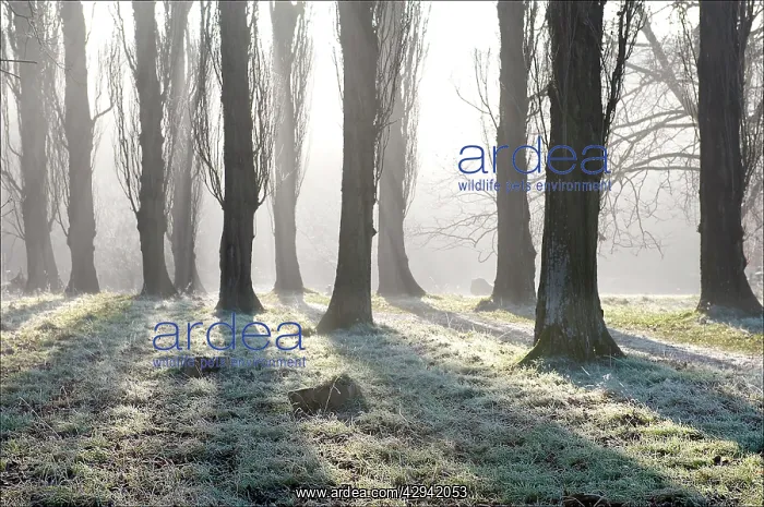: Poplar Avenue - with frost in December sunhine : Poplar Avenue - with frost in December sunhine