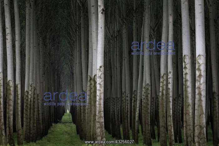 : Poplar Farm, OR : Poplar Farm, OR