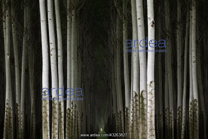 : Poplar Farm, OR : Poplar Farm, OR