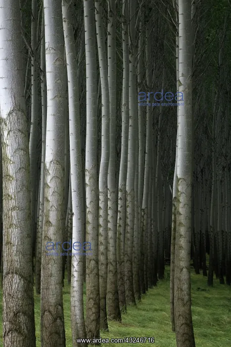 : Poplar Forest, OR : Poplar Forest, OR