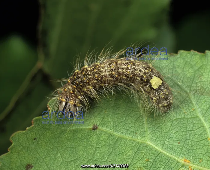 : Poplar gray moth caterpillar : Poplar gray moth caterpillar