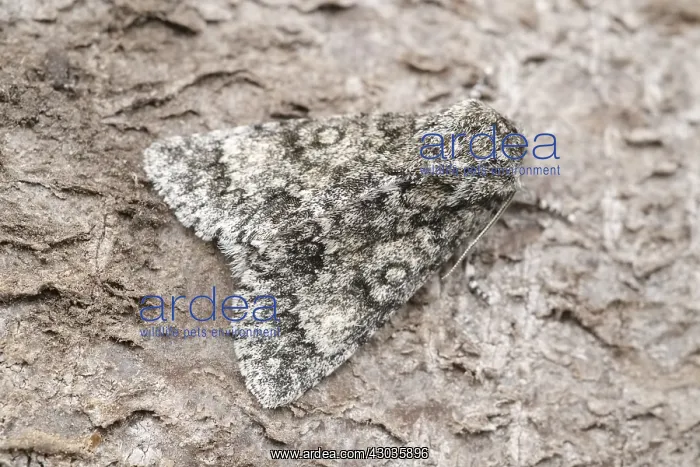 : Poplar Grey Moth, Norfolk UK : Poplar Grey Moth, Norfolk UK
