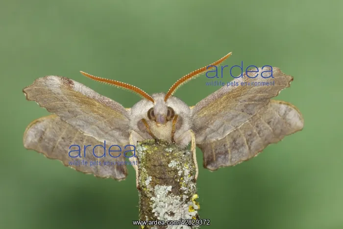 : Poplar Hawk Moth : Poplar Hawk Moth