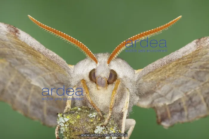 : Poplar Hawk Moth : Poplar Hawk Moth