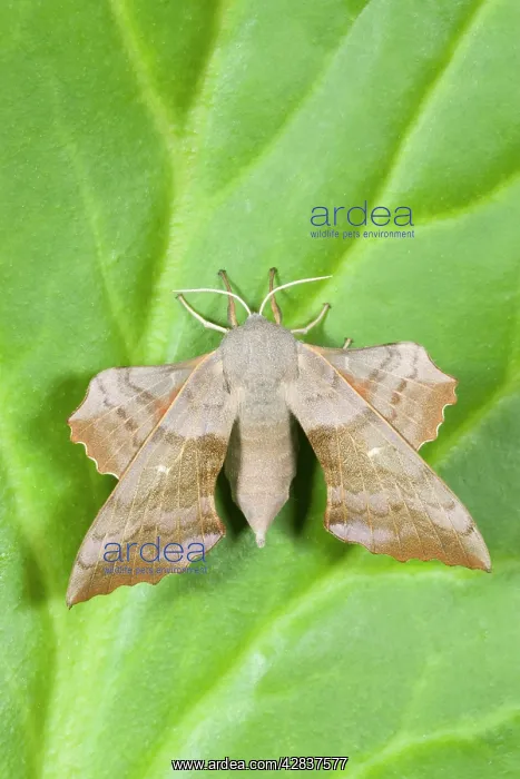 : Poplar Hawk-moth : Poplar Hawk-moth