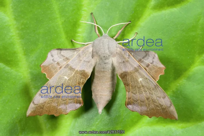 : Poplar Hawk-moth : Poplar Hawk-moth