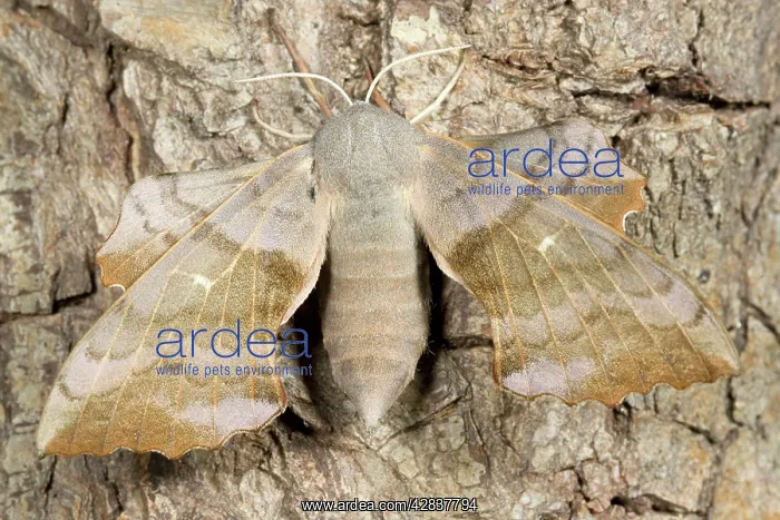 : Poplar Hawk-Moth : Poplar Hawk-Moth