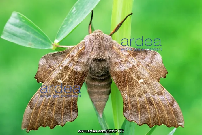 : Poplar Hawk-moth : Poplar Hawk-moth