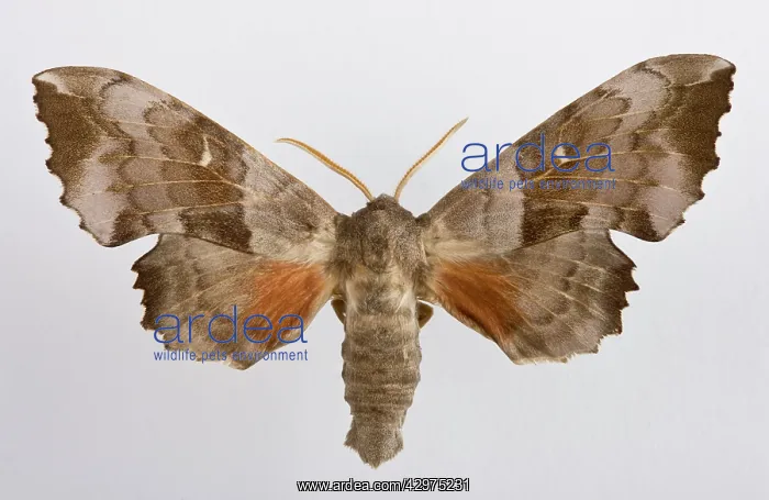 : Poplar Hawk Moth : Poplar Hawk Moth
