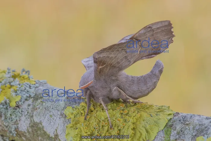 : Poplar Hawk-moth : Poplar Hawk-moth