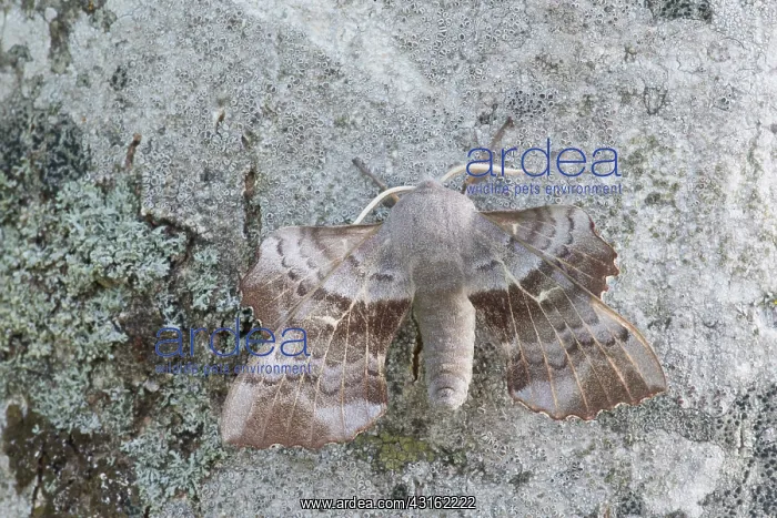 : Poplar Hawk-moth : Poplar Hawk-moth