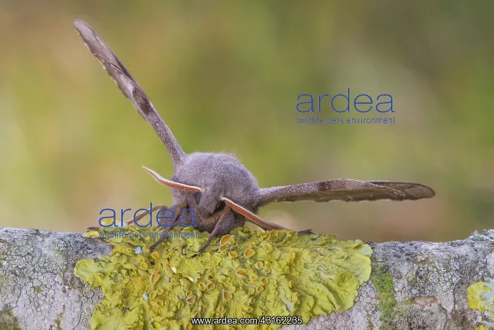 : Poplar Hawk-moth : Poplar Hawk-moth