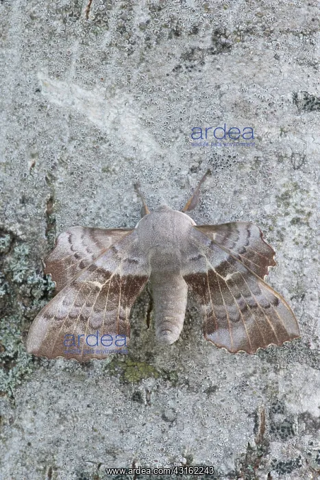 : Poplar Hawk-moth : Poplar Hawk-moth