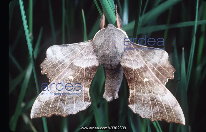 : POPLAR HAWK-MOTH : POPLAR HAWK-MOTH