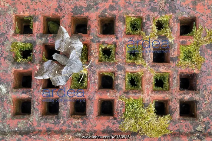  : Poplar Hawk-Moth - on Air Brick - UK