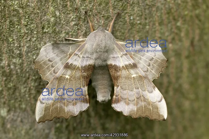: Poplar Hawk-moth - on bark : Poplar Hawk-moth - on bark