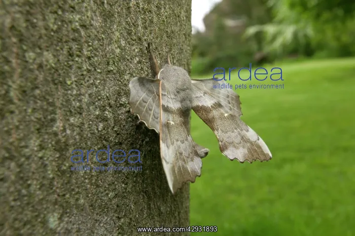: Poplar Hawk-moth - on bark : Poplar Hawk-moth - on bark