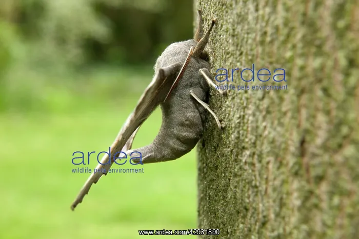 : Poplar Hawk-moth - on bark, side view : Poplar Hawk-moth - on bark, side view