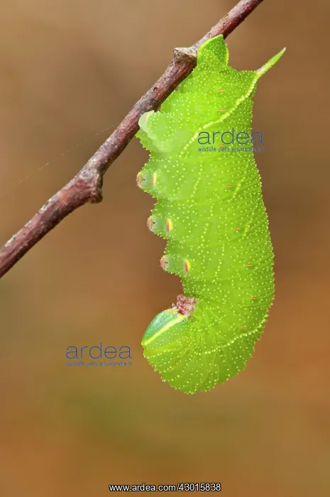 : Poplar Hawk Moth caterpillar ready for pupation : Poplar Hawk Moth caterpillar ready for pupation