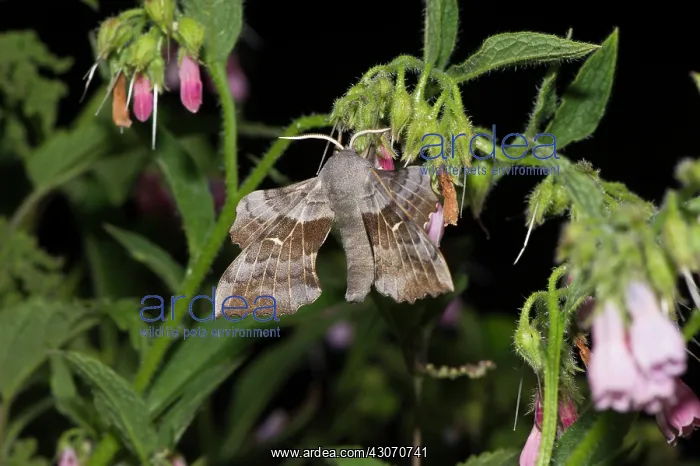 : Poplar Hawk-moth (Laothoe populi). Kv nrkeby mose : Poplar Hawk-moth (Laothoe populi). Kv nrkeby mose